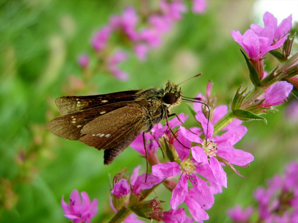 Nectoring Skipper (Skipping the rules might be convenient and tempting, but its always disastrous. Imagine, you are overlooking Red traffic signal... Same is with Nature. Its simple rule is-