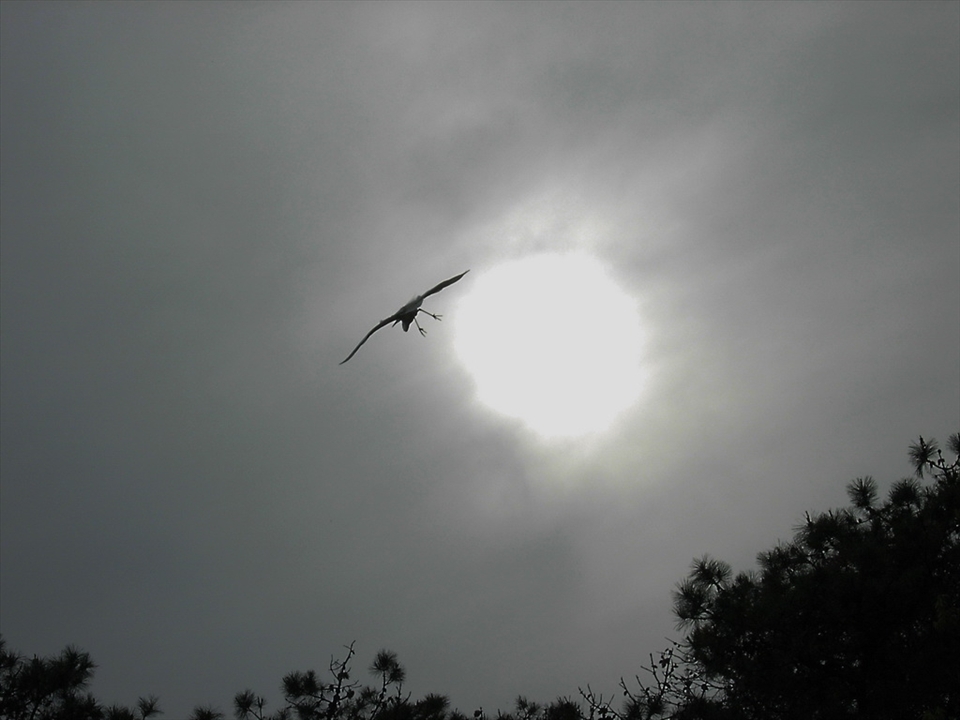 Balancing for Harmony.
