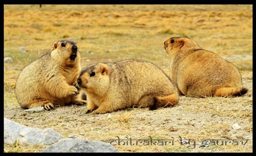 Himalyan chipmonks