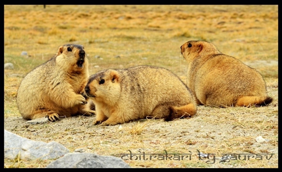 Himalyan chipmonks