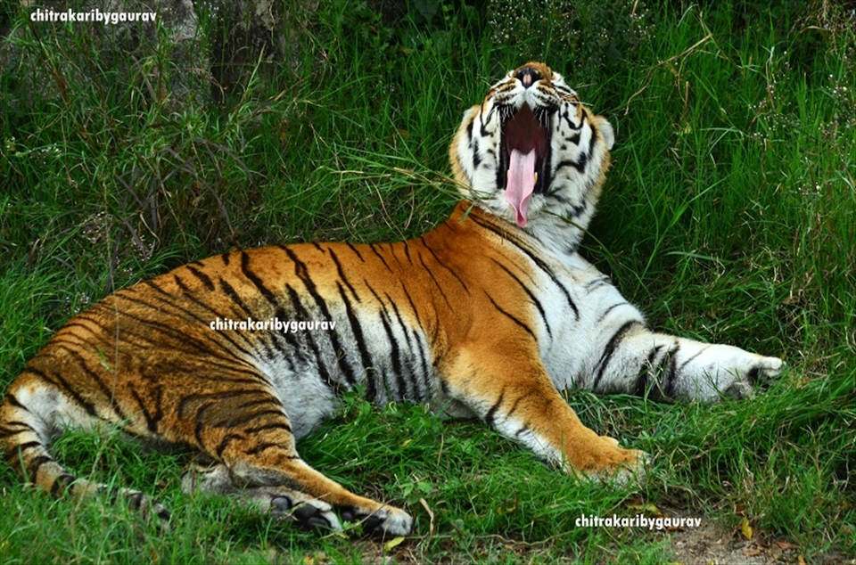 Bengal Tiger 