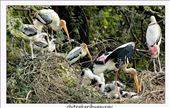 Pelicans: by chitrakaribygaurav, Views[197]