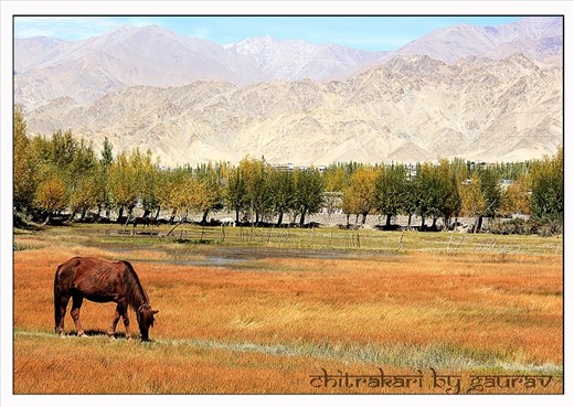  A field in ladakh