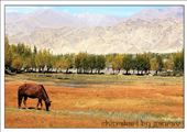  A field in ladakh: by chitrakaribygaurav, Views[222]