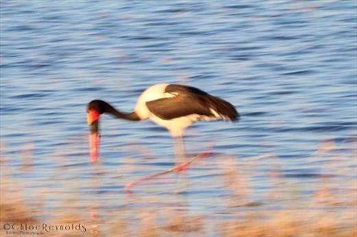 Playing around with light and movement can bring a whole new character to a picture. This saddle billed stalk was hardly moving and she was hunting for small fish, but the soft focus turns the peaceful scene into a rush