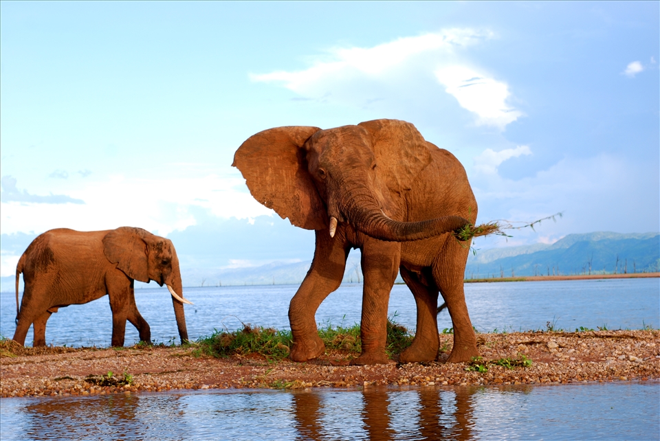 Capturing the playful movement