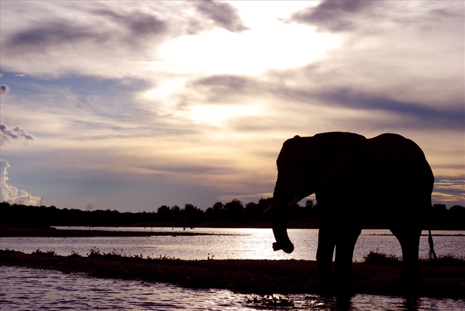 An elephant silhouetted in the evening light 
