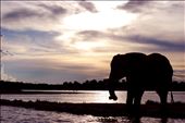 An elephant silhouetted in the evening light : by chloareynolds, Views[228]