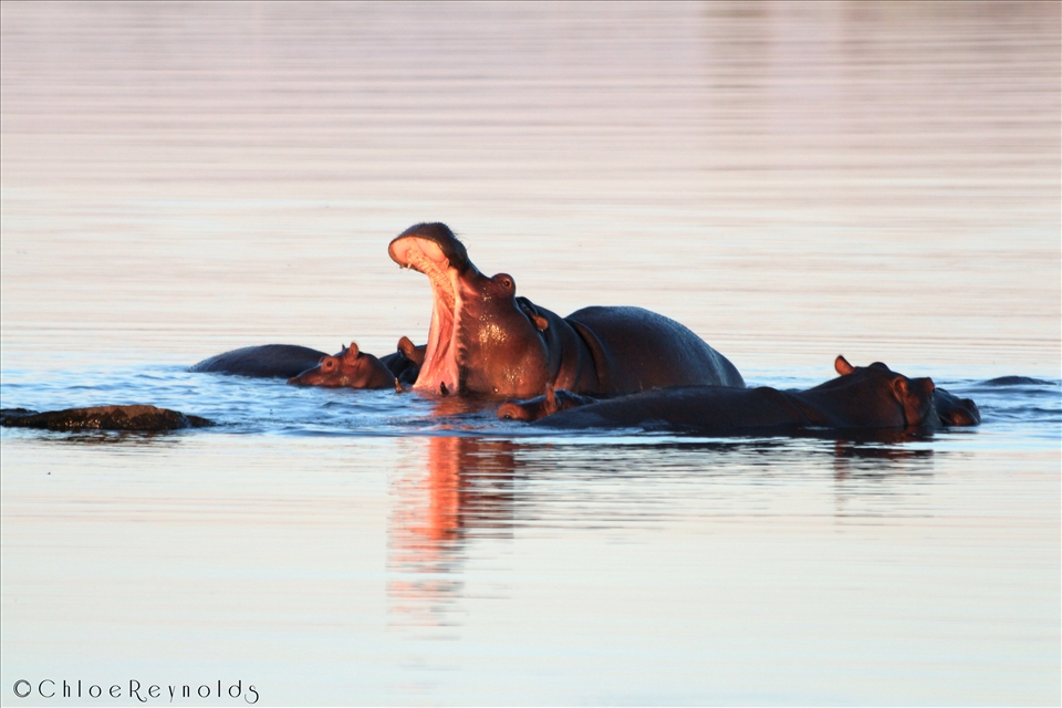 An African sunset is gorgeous, but this old boy grabbed my attention and he yawned in the evening light. 