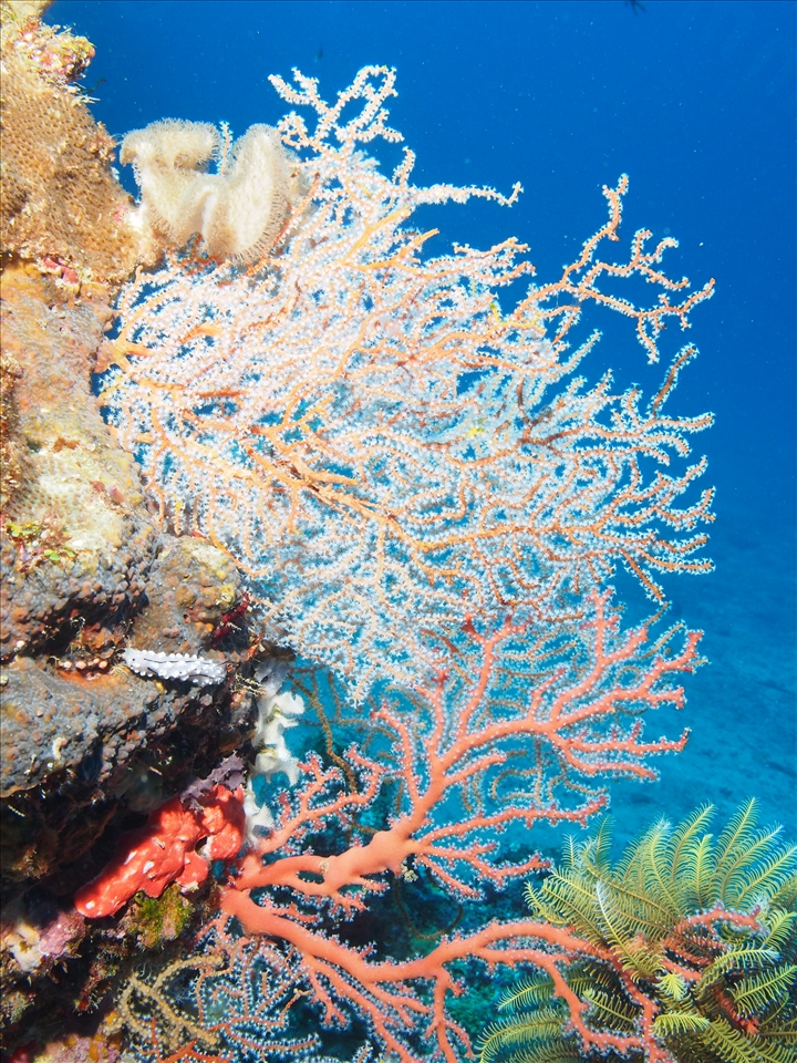 A nudibranch enjoys the vivid scenery that belies the ugliness of the fighting that occurred above the surface during the war. 