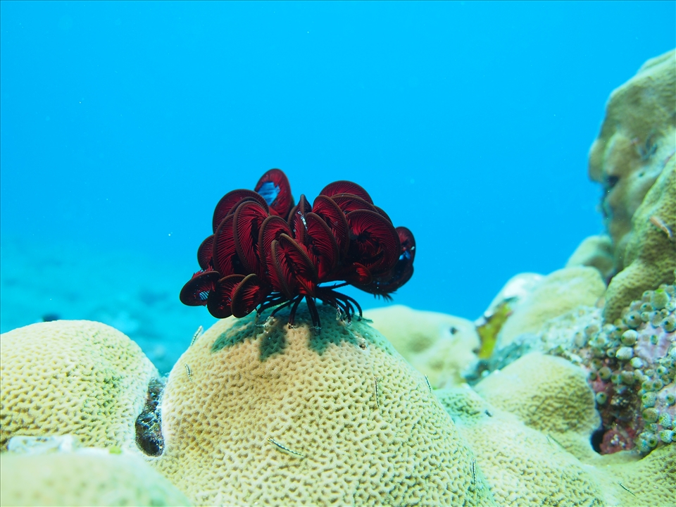 A feather star blushes on a coral surrounded by guppies, unaware of the mechanical interlopers and the men that went down with them nearby.