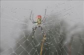Spider: by chris_and_dusk, Views[801]