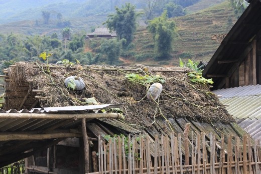Pumpkins growing on the roof