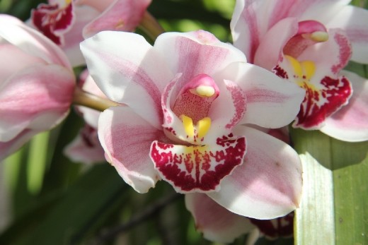 orchid