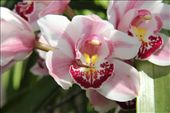 orchid: by chris_and_dusk, Views[228]