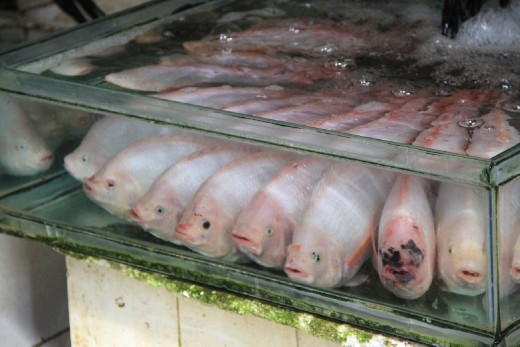 fish at the market