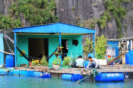 Checking on the fish held in pens