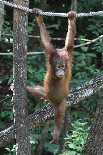 Rescued baby orang-utan starting to regain confidence and explore