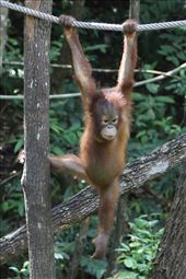 Rescued baby orang-utan starting to regain confidence and explore: by chrishaddad, Views[296]
