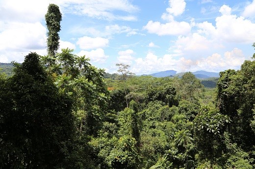 Borneo jungle canopy view