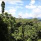 Borneo jungle canopy view Views[341]