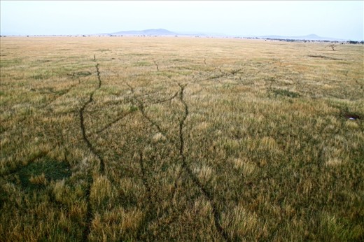 The well worn paths of the many animals who call the Serengeti's vast plains 'home'.