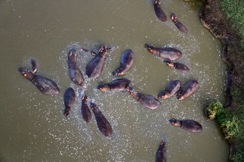 Good morning, Hippo's!