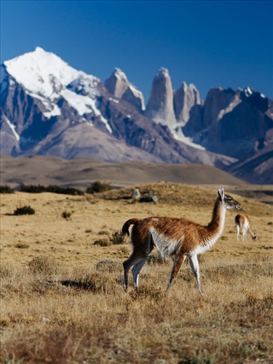 Torres Del Paine, Chile - Patagonia comprehends parts from Chile as well as Argentina's territory, yet the Guanaco could be the most distinctive animal from Patagonia, as you can find them on both sides of the Andes, but only in Patagonia. Behind it you can see 