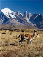 Torres Del Paine, Chile - Patagonia comprehends parts from Chile as well as Argentina's territory, yet the Guanaco could be the most distinctive animal from Patagonia, as you can find them on both sides of the Andes, but only in Patagonia. Behind it you can see Torres Del Paine, Chile - Patagonia comprehends parts from Chile as well as Argentina's territory, yet the Guanaco could be the most distinctive animal from Patagonia, as you can find them on both sides of the Andes, but only in Patagonia. Behind it you can see