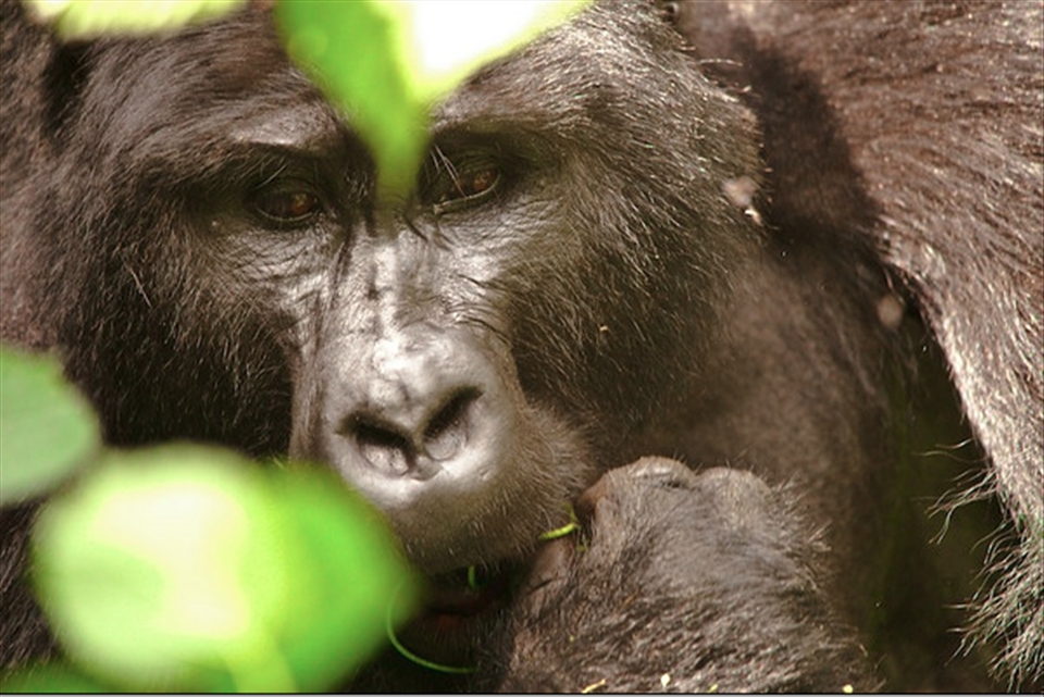 One of two endangered Silver Back Gorilla's in Nkuringu