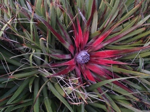 this plant is so crazy! i see it all over the place.