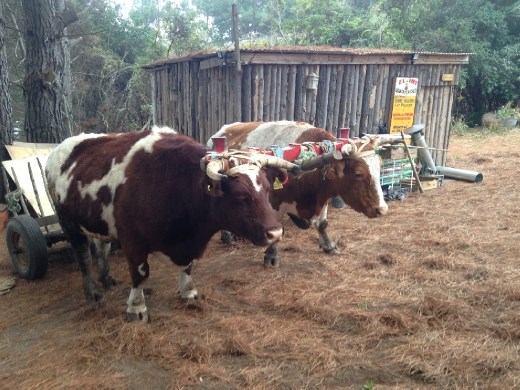 Oxes like these are used by most farmers around here to transport building/farming materials and such. Some farmer neighbors came by to pick up some scrap wood from Max.