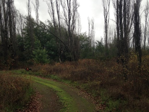 Paulo's property, walking to the river. These are a ton of wild rose bushes; i was imagining them all in bloom...