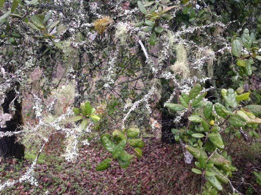 Mossy tree on walk to the river.