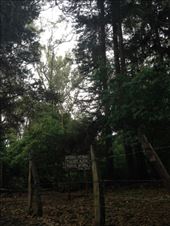 Forest reserve: by christinebaker, Views[171]