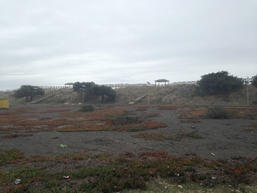 Forest reserve beach (dune-side). The drive through the reserve to get to the beach was 2.5km (i think).