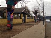 Noticed these yarn-bombed trees outside an elementary school leaving Chanco!: by christinebaker, Views[327]