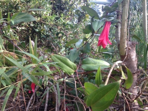 Copihue! Chile's national flower.