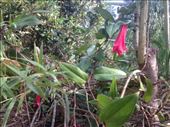 Copihue! Chile's national flower.: by christinebaker, Views[200]