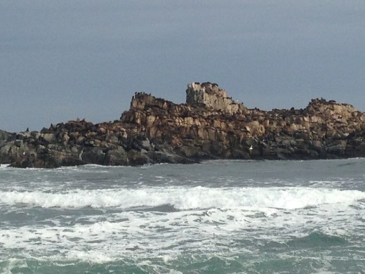 Loberia zoomed in; you can kind of tell there are hundreds of lobos de mar on these rocks. Wish my phone camera gave it better justice.
