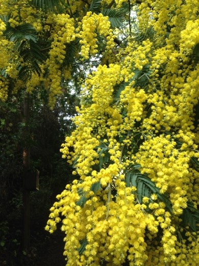 This tree is called an Aromo. It's originally from Australia. And it is blooming in winter. Crazy, but gorgeous.