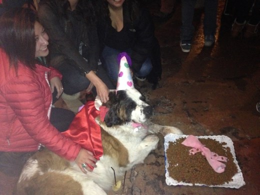 Portillo family dog, Radska, for her 9th bday party. So there just might be a St. Bernard more spoiled than my aunt's...  =)