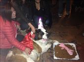 Portillo family dog, Radska, for her 9th bday party. So there just might be a St. Bernard more spoiled than my aunt's...  =): by christinebaker, Views[328]