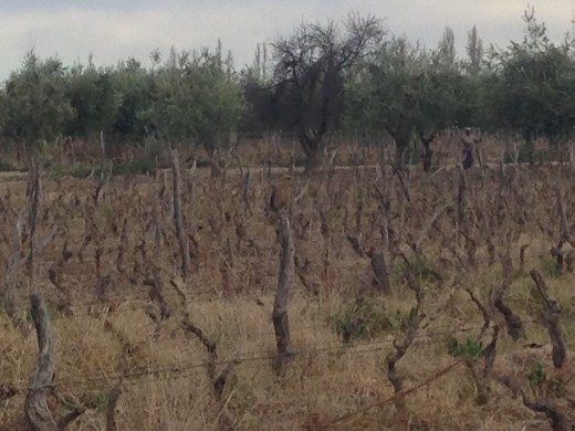 Cecchin (not spelled right; dont have time to look it up) - organic vineyard