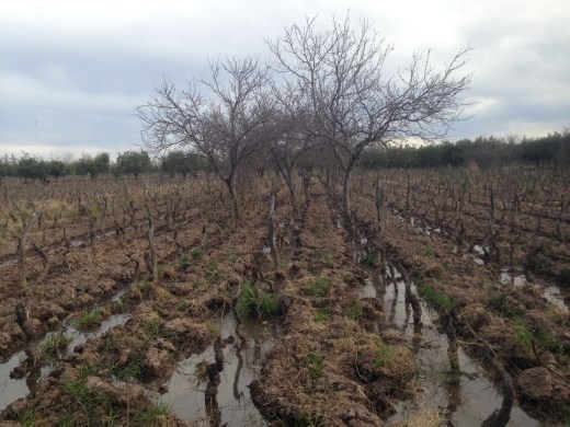 Cecchin: they are using this peach tree in the middle of the vines as a trap crop - it matures sooner and attracts all the pests, then they can spray an organic pestide to kill them before they get to all the vines, thus using less insecticide because they are concentrating the pests in a smaller location!
