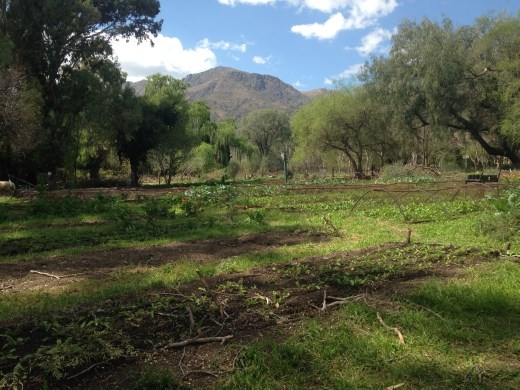 first day on the farm; this is the veggie garden. it has grown so much in the past three weeks - this photo gives it no justice (but you can see how gorgeous my view is...)