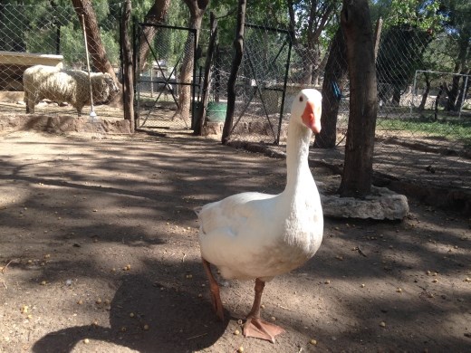 Pascual! the friendliest goose ive ever met.