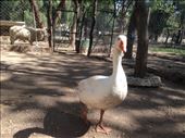 Pascual! the friendliest goose ive ever met.: by christinebaker, Views[179]