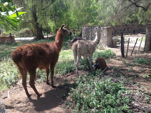 this mamma is pissed this other macho is hitting on her baby...