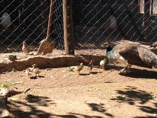 week-old baby peacocks with mamma